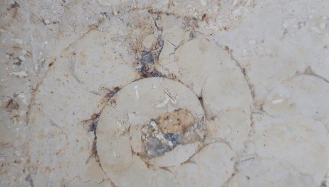 Aulacostephanus sp. (SUTNER & POMPECKJ in TORNQUIST 1896) - Bild © FossNet FossilienStore